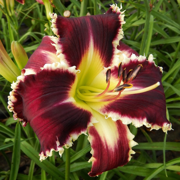 Mystical and Magical - 1 Fan